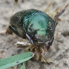 Žiedinis grambuolys - Anomala dubia | Fotografijos autorius : Vytautas Gluoksnis | © Macrogamta.lt | Šis tinklapis priklauso bendruomenei kuri domisi makro fotografija ir fotografuoja gyvąjį makro pasaulį.