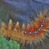 Klevinis strėlinukas - Acronicta aceris  | Fotografijos autorius : Kęstutis Obelevičius | © Macrogamta.lt | Šis tinklapis priklauso bendruomenei kuri domisi makro fotografija ir fotografuoja gyvąjį makro pasaulį.