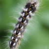 Knot grass moth - Acronicta rumicis, catterpilar | Fotografijos autorius : Darius Baužys | © Macronature.eu | Macro photography web site