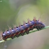 Knot grass moth - Acronicta rumicis, catterpilar | Fotografijos autorius : Agnė Našlėnienė | © Macronature.eu | Macro photography web site