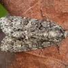 Knot grass moth - Acronicta rumicis | Fotografijos autorius : Žilvinas Pūtys | © Macronature.eu | Macro photography web site