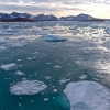 Kongstforde,  Svalbard, Spitsbergen  | Fotografijos autorius : Gediminas Gražulevičius | © Macrogamta.lt | Šis tinklapis priklauso bendruomenei kuri domisi makro fotografija ir fotografuoja gyvąjį makro pasaulį.