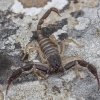 Kraepelin's Scorpion - Anatoliurus kraepelini, juv. | Fotografijos autorius : Žilvinas Pūtys | © Macronature.eu | Macro photography web site
