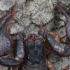 Kraepelin's scorpion - Anatoliurus kraepelini | Fotografijos autorius : Gintautas Steiblys | © Macronature.eu | Macro photography web site