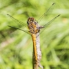 Kruvinoji skėtė - Sympetrum sanguineum ♀? | Fotografijos autorius : Kazimieras Martinaitis | © Macrogamta.lt | Šis tinklapis priklauso bendruomenei kuri domisi makro fotografija ir fotografuoja gyvąjį makro pasaulį.