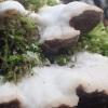 Kvapnioji kempė - Trametes suaveolens  | Fotografijos autorius : Vitalij Drozdov | © Macrogamta.lt | Šis tinklapis priklauso bendruomenei kuri domisi makro fotografija ir fotografuoja gyvąjį makro pasaulį.