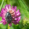 Kvapusis auksavabalis | Fotografijos autorius : Saulius Drazdauskas | © Macrogamta.lt | Šis tinklapis priklauso bendruomenei kuri domisi makro fotografija ir fotografuoja gyvąjį makro pasaulį.