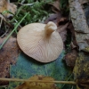 Kvapusis piengrybis - Lactarius glyciosmus | Fotografijos autorius : Vitalij Drozdov | © Macrogamta.lt | Šis tinklapis priklauso bendruomenei kuri domisi makro fotografija ir fotografuoja gyvąjį makro pasaulį.