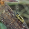 Ladder-marked longhorn beetle – Saperda scalaris | Fotografijos autorius : Giedrius Markevičius | © Macronature.eu | Macro photography web site