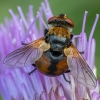 Ladybird fly - Gymnosoma rotundatum ♂ | Fotografijos autorius : Žilvinas Pūtys | © Macronature.eu | Macro photography web site