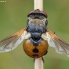 Ladybird fly - Gymnosoma rotundatum ♂ | Fotografijos autorius : Žilvinas Pūtys | © Macronature.eu | Macro photography web site