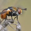Ladybird fly - Gymnosoma rotundatum | Fotografijos autorius : Arūnas Eismantas | © Macronature.eu | Macro photography web site