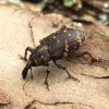 Large Pine Weevil - Hylobius abietis | Fotografijos autorius : Vytautas Tamutis | © Macronature.eu | Macro photography web site