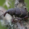 Large Pine Weevil - Hylobius abietis | Fotografijos autorius : Žilvinas Pūtys | © Macronature.eu | Macro photography web site