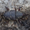 Large Pine Weevil - Hylobius abietis | Fotografijos autorius : Žilvinas Pūtys | © Macronature.eu | Macro photography web site