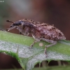 Large Thistle Weevil - Cleonis pigra | Fotografijos autorius : Romas Ferenca | © Macronature.eu | Macro photography web site