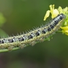 Kopūstinis baltukas - Pieris brassicae, vikšras | Fotografijos autorius : Gintautas Steiblys | © Macrogamta.lt | Šis tinklapis priklauso bendruomenei kuri domisi makro fotografija ir fotografuoja gyvąjį makro pasaulį.
