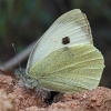 Large White - Pieris brassicae | Fotografijos autorius : Gintautas Steiblys | © Macronature.eu | Macro photography web site
