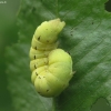 Large Yellow Underwing - Noctua pronuba, caterpillar | Fotografijos autorius : Vidas Brazauskas | © Macronature.eu | Macro photography web site