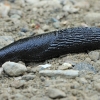 Large black slug - Arion ater | Fotografijos autorius : Gintautas Steiblys | © Macronature.eu | Macro photography web site