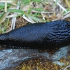 Large black slug - Arion ater | Fotografijos autorius : Gintautas Steiblys | © Macronature.eu | Macro photography web site