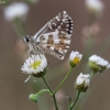 Large grizzled skipper - Pyrgus alveus | Fotografijos autorius : Žilvinas Pūtys | © Macronature.eu | Macro photography web site