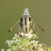 Large grizzled skipper - Pyrgus alveus | Fotografijos autorius : Aivaras Markauskas | © Macronature.eu | Macro photography web site