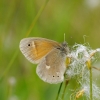 Large heath - Coenonympha tullia | Fotografijos autorius : Deividas Makavičius | © Macronature.eu | Macro photography web site