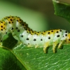 Large rose sawfly -  Arge pagana | Fotografijos autorius : Irenėjas Urbonavičius | © Macronature.eu | Macro photography web site