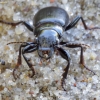Large-headed ground beetle - Broscus cephalotes | Fotografijos autorius : Romas Ferenca | © Macronature.eu | Macro photography web site