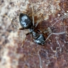 Skruzdėlė - Lasius platythorax | Fotografijos autorius : Kazimieras Martinaitis | © Macrogamta.lt | Šis tinklapis priklauso bendruomenei kuri domisi makro fotografija ir fotografuoja gyvąjį makro pasaulį.