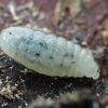 Lasius sp., larva | Fotografijos autorius : Gintautas Steiblys | © Macronature.eu | Macro photography web site