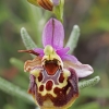 Late spider-orchid - Ophrys fuciflora | Fotografijos autorius : Gintautas Steiblys | © Macronature.eu | Macro photography web site