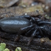 Latreilio godūnas - Zelotes cf. latreillei ♀, subadult | Fotografijos autorius : Žilvinas Pūtys | © Macrogamta.lt | Šis tinklapis priklauso bendruomenei kuri domisi makro fotografija ir fotografuoja gyvąjį makro pasaulį.