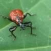 Lazdyninis cigarsukis - Apoderus coryli | Fotografijos autorius : Vidas Brazauskas | © Macrogamta.lt | Šis tinklapis priklauso bendruomenei kuri domisi makro fotografija ir fotografuoja gyvąjį makro pasaulį.