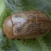Leaf Beetle - Gonioctena pallida | Fotografijos autorius : Žilvinas Pūtys | © Macronature.eu | Macro photography web site