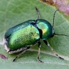 Pot Beetle - Cryptocephalus sp. | Fotografijos autorius : Kazimieras Martinaitis | © Macronature.eu | Macro photography web site