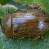 Leaf beetle - Gonioctena quinquepunctata | Fotografijos autorius : Žilvinas Pūtys | © Macronature.eu | Macro photography web site