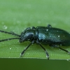 Leaf beetle - Oulema cf. obscura | Fotografijos autorius : Žilvinas Pūtys | © Macronature.eu | Macro photography web site