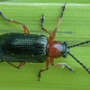Cereal leaf beetle - Oulema melanopus | Fotografijos autorius : Žilvinas Pūtys | © Macronature.eu | Macro photography web site