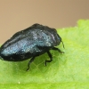 Leaf-mining Jewel Beetle - Trachys minutus | Fotografijos autorius : Gintautas Steiblys | © Macronature.eu | Macro photography web site