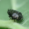 Leaf-mining Jewel Beetle - Trachys minutus | Fotografijos autorius : Vidas Brazauskas | © Macronature.eu | Macro photography web site