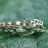 Leafhopper - Eupteryx urticae | Fotografijos autorius : Vidas Brazauskas | © Macronature.eu | Macro photography web site