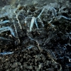 Ledo miniatiūros | Fotografijos autorius : Aleksandras Stabrauskas | © Macrogamta.lt | Šis tinklapis priklauso bendruomenei kuri domisi makro fotografija ir fotografuoja gyvąjį makro pasaulį.