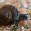 Leptaxis groviana | Fotografijos autorius : Deividas Makavičius | © Macrogamta.lt | Šis tinklapis priklauso bendruomenei kuri domisi makro fotografija ir fotografuoja gyvąjį makro pasaulį.