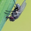 Lesser House Fly - Fannia sp. | Fotografijos autorius : Gintautas Steiblys | © Macronature.eu | Macro photography web site