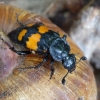 Lesser Vespillo Burying Beetle - Nicrophorus vespilloides | Fotografijos autorius : Romas Ferenca | © Macronature.eu | Macro photography web site
