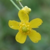 Lesser spearwort - Ranunculus flammula | Fotografijos autorius : Vytautas Gluoksnis | © Macronature.eu | Macro photography web site