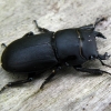 Lesser stag beetle - Dorcus parallelepipedus (Linnaeus, 1758) | Fotografijos autorius : Vitalii Alekseev | © Macronature.eu | Macro photography web site