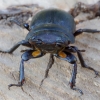 Lesser stag beetle - Dorcus parallelipipedus | Fotografijos autorius : Romas Ferenca | © Macronature.eu | Macro photography web site